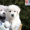 Image of Betty (trained), a Golden Retriever puppy