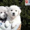Image of Betty (trained), a Golden Retriever puppy