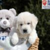 Image of Bev, a Golden Retriever puppy
