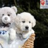 Image of Bev, a Golden Retriever puppy