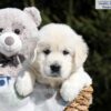Image of Bev, a Golden Retriever puppy