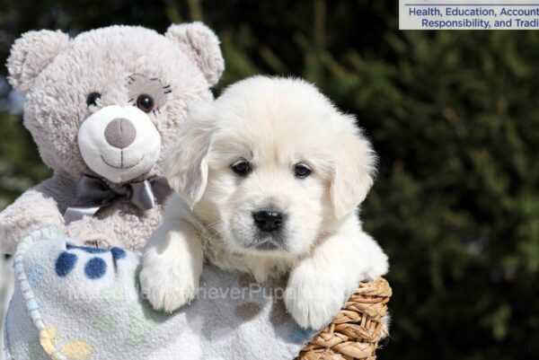 Image of Bev, a Golden Retriever puppy