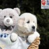 Image of Bev, a Golden Retriever puppy