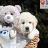 Image of Bev, a Golden Retriever puppy