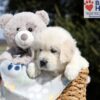 Image of Bev, a Golden Retriever puppy