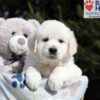 Image of Brandy, a Golden Retriever puppy