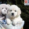 Image of Brandy, a Golden Retriever puppy