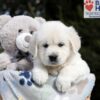 Image of Brandy, a Golden Retriever puppy