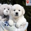 Image of Brandy, a Golden Retriever puppy