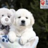 Image of Brandy, a Golden Retriever puppy