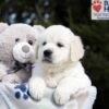 Image of Brandy, a Golden Retriever puppy