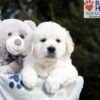 Image of Brandy, a Golden Retriever puppy