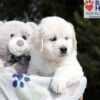 Image of Brandy, a Golden Retriever puppy