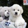 Image of Brandy, a Golden Retriever puppy