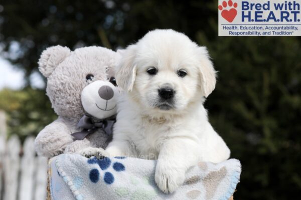 Image of Brandy, a Golden Retriever puppy