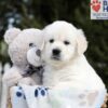 Image of Brandy, a Golden Retriever puppy