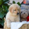 Image of Brook, a Golden Retriever puppy