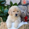 Image of Brook, a Golden Retriever puppy