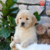 Image of Brook, a Golden Retriever puppy