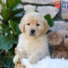 Image of Brook, a Golden Retriever puppy