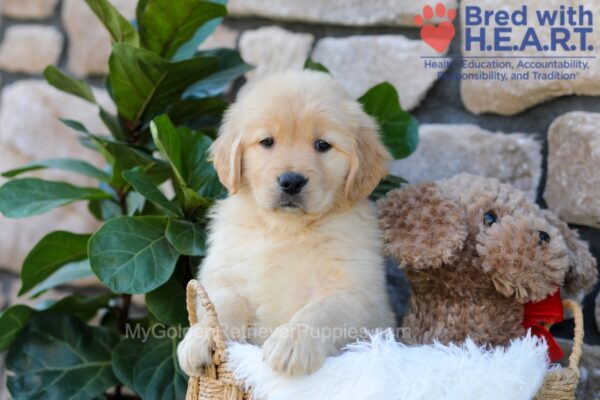Image of Brook, a Golden Retriever puppy