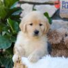 Image of Brook, a Golden Retriever puppy