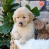 Image of Brook, a Golden Retriever puppy