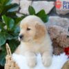 Image of Brook, a Golden Retriever puppy