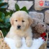 Image of Brook, a Golden Retriever puppy