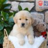 Image of Brook, a Golden Retriever puppy