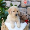 Image of Brook, a Golden Retriever puppy