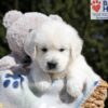 Image of Buffy, a Golden Retriever puppy