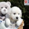 Image of Buffy, a Golden Retriever puppy