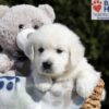 Image of Buffy, a Golden Retriever puppy