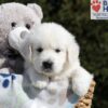 Image of Buffy, a Golden Retriever puppy