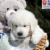 Image of Buffy, a Golden Retriever puppy