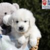 Image of Buffy, a Golden Retriever puppy