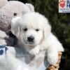 Image of Buffy, a Golden Retriever puppy