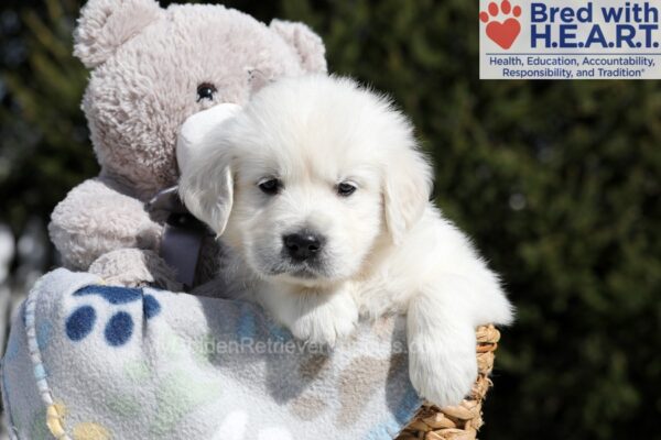 Image of Buffy, a Golden Retriever puppy