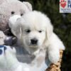 Image of Buffy, a Golden Retriever puppy