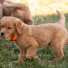 Image of Clover, a Golden Retriever puppy
