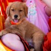Image of Clover, a Golden Retriever puppy