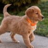 Image of Clover, a Golden Retriever puppy