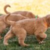 Image of Clover, a Golden Retriever puppy