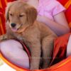 Image of Clover, a Golden Retriever puppy