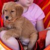 Image of Clover, a Golden Retriever puppy