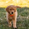 Image of Clover, a Golden Retriever puppy