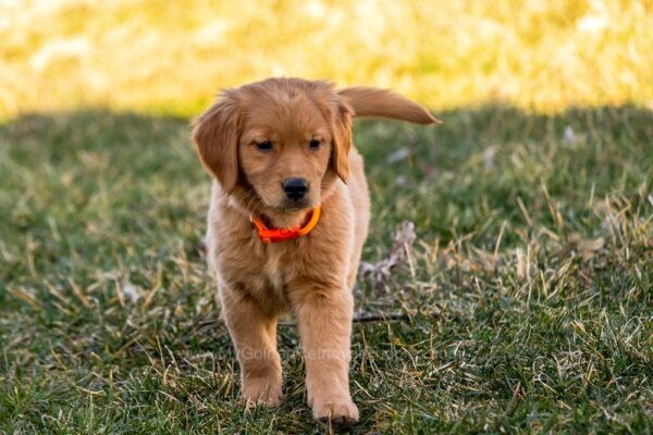 Image of Clover, a Golden Retriever puppy