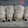 Image of Gunner ❤️ Daisy - April 24, a Golden Retriever puppy