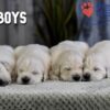 Image of Gunner ❤️ Daisy - April 24, a Golden Retriever puppy